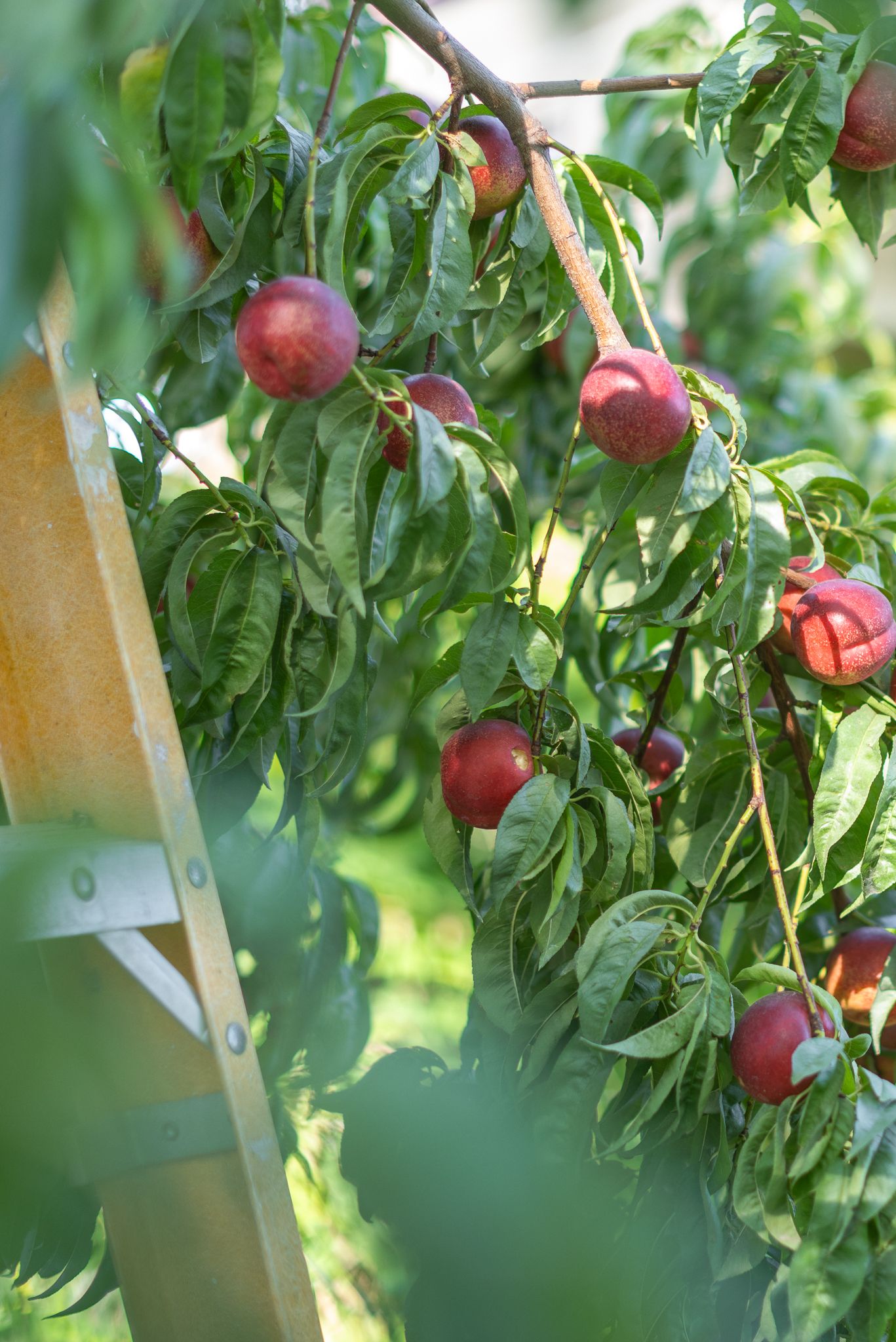 fruit tree in a documentary style in idaho