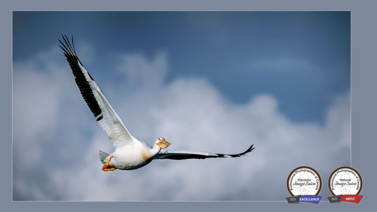 American White Pelican in flight against blue sky, regionally and nationally recognized competition image.