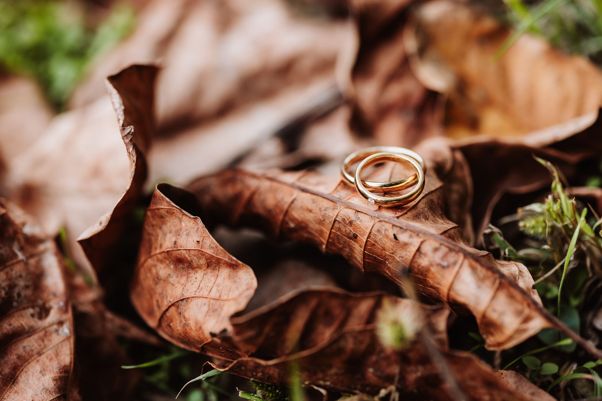 A detailed macro shot of dried brown autumn leaves scattered among green grass and moss in a natural setting.