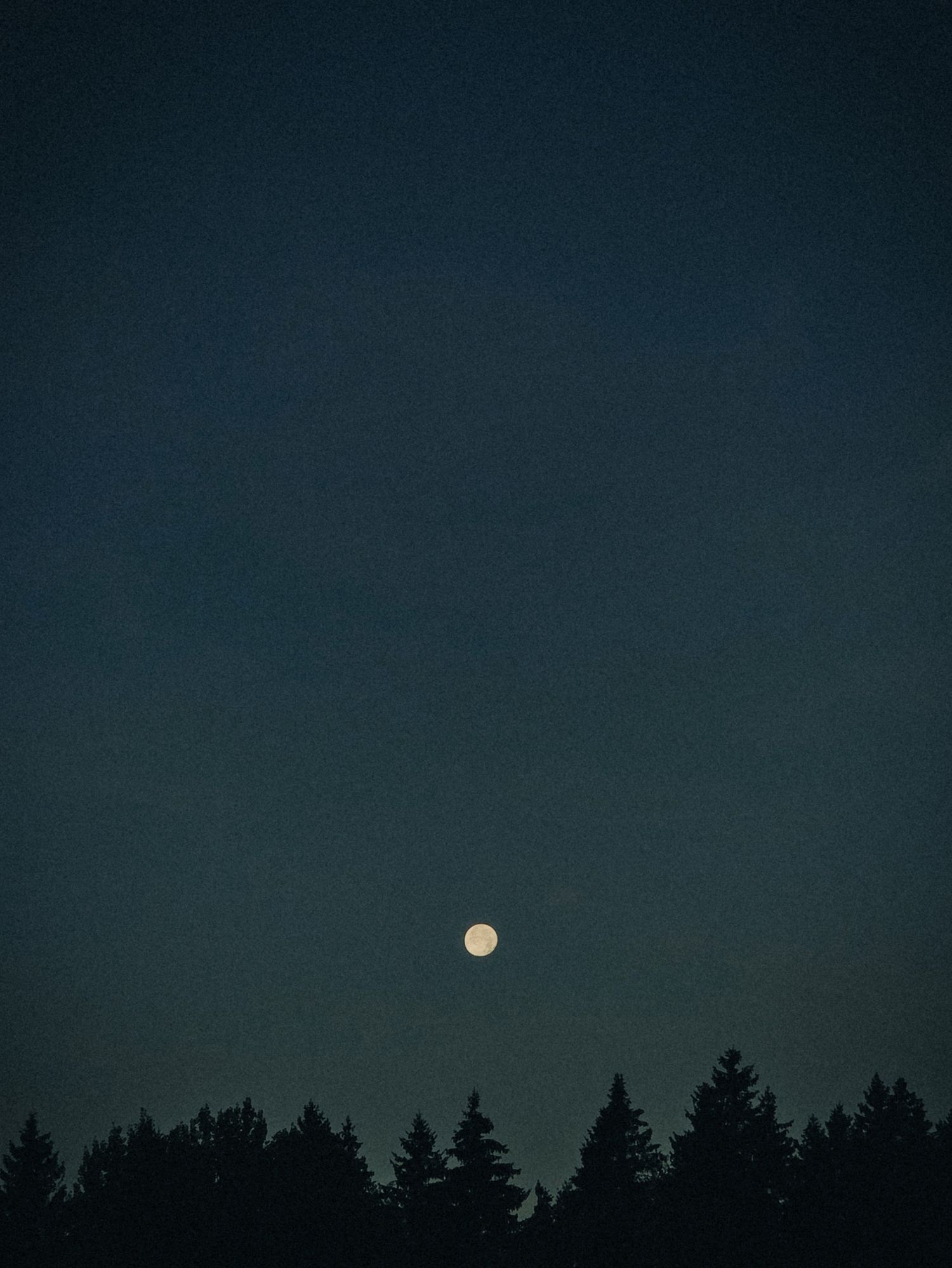 Full moon glows brightly in a dark night sky above silhouetted pine forest treeline.