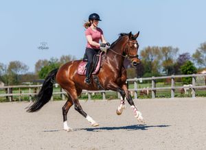 Actiefoto van een dressuurpaard in galop