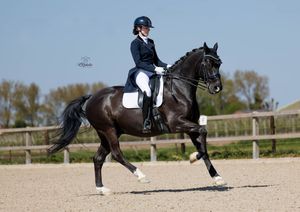 Actiefoto dressuurpaard in galop