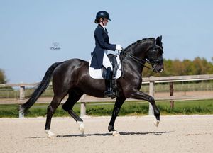 Actiefoto dressuurpaard in draf