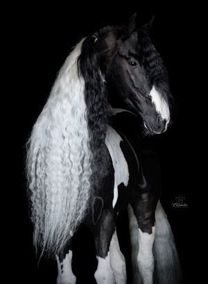 barock pinto hengst stallion Daimond Homozygoot blackfoto