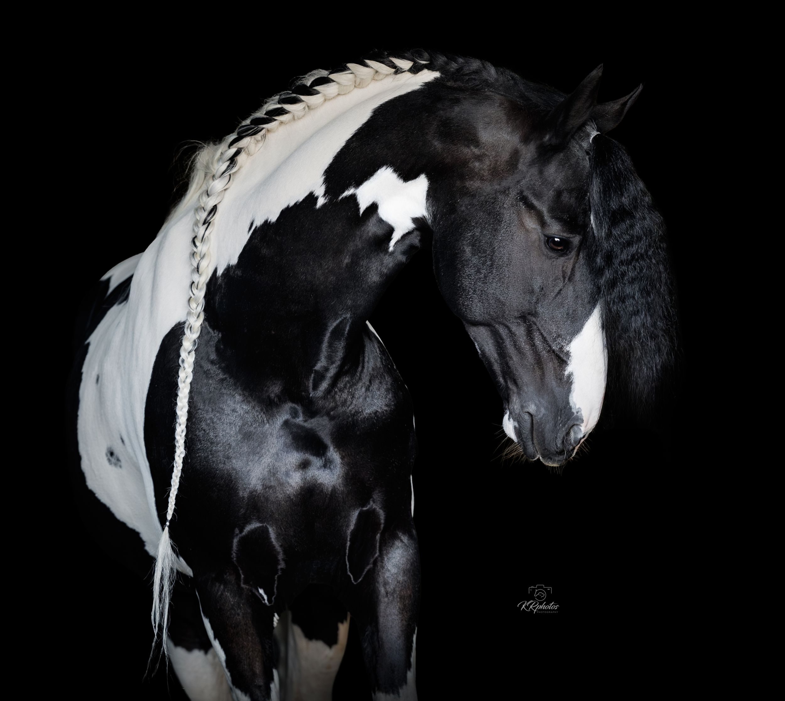 barock pinto hengst stallion Daimond Homozygoot blackfoto