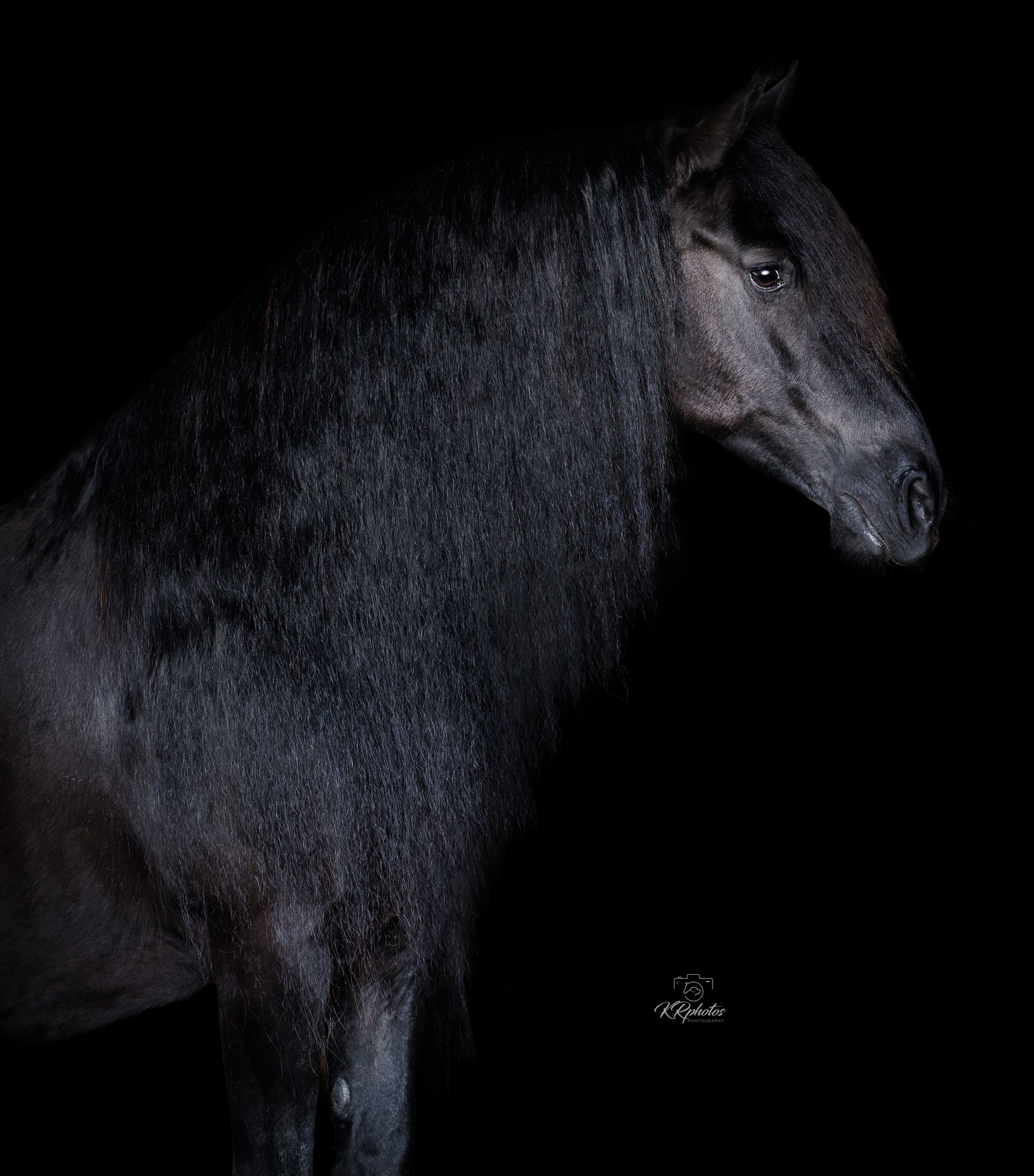 blackfoto fries paard friesian