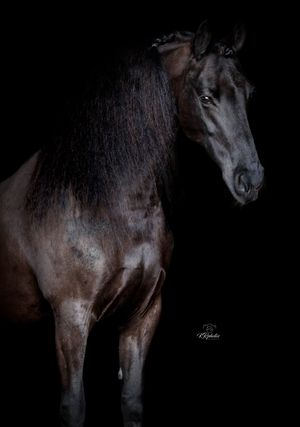 Dark colored horse photographed in dramatic low lighting showing different angles of its body and head.