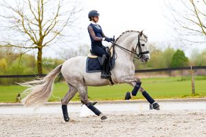 A rider in a navy outfit performs dressage on a gray horse in an outdoor arena with trees in the background.