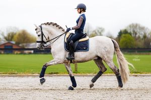 Dutch dressage rider with grey PRE stallion