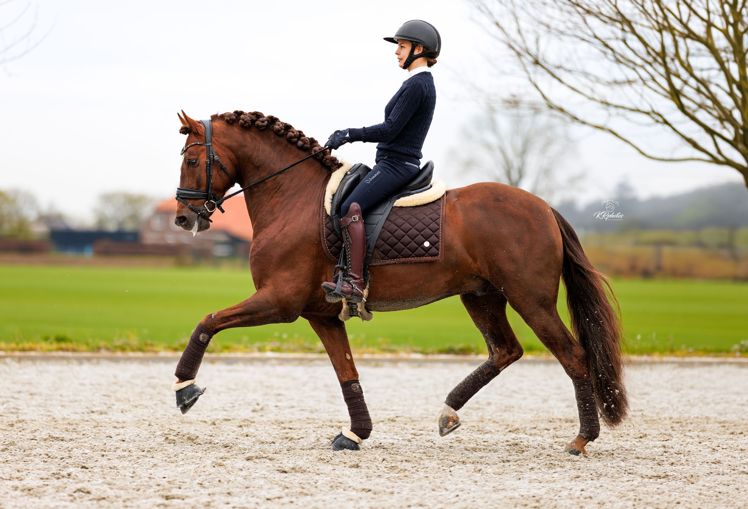 Dressage rider chestnut PRE stallion