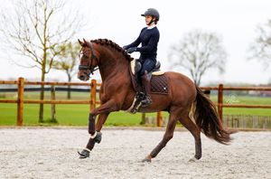 Dressage rider chestnut PRE stallion