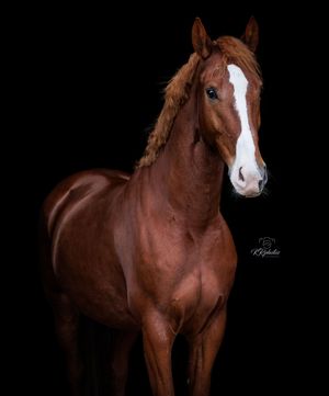 Blackfoto vos paard