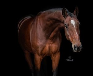 Blackfoto bruin paard