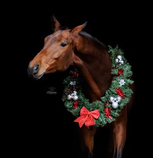 Blackfoto paard met kerstkrans