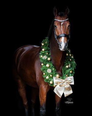 Blackfoto paard met kerstkrans