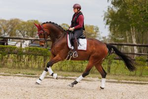 A rider in a burgundy jacket and helmet performs dressage on a bay horse with white leg wraps in an outdoor arena.