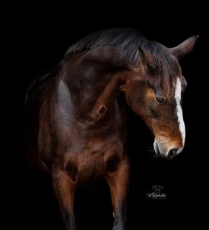Blackfoto fine art van dressuurpaard