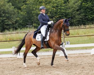 Actiefoto dressuurpaard in uitgestrekte draf dressage extended trot bellissimo Findsley