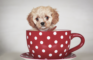 photo of the puppy