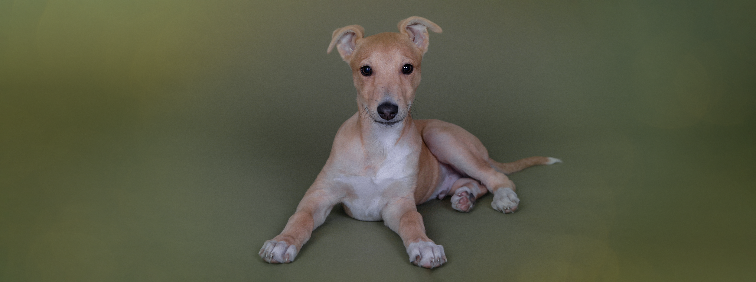 photo of the puppy barnsley
