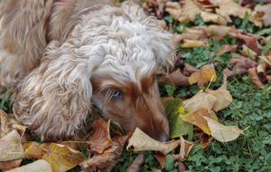 photo of the dog, outdoor session,