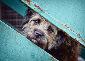 photo of the dog, outside session,