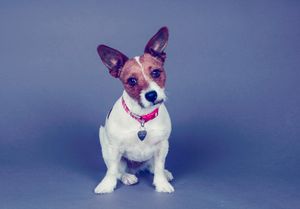 photo of the dog, studio