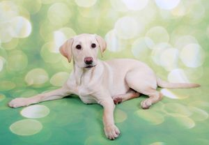 photo of the puppy barnsley