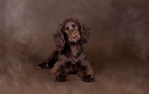 photo of the puppy barnsley