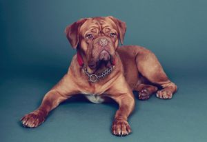 photo of the dog, studio