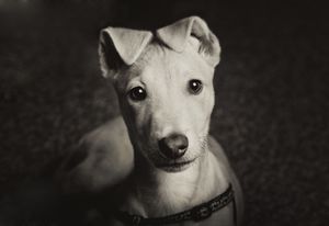 photo of the puppy barnsley