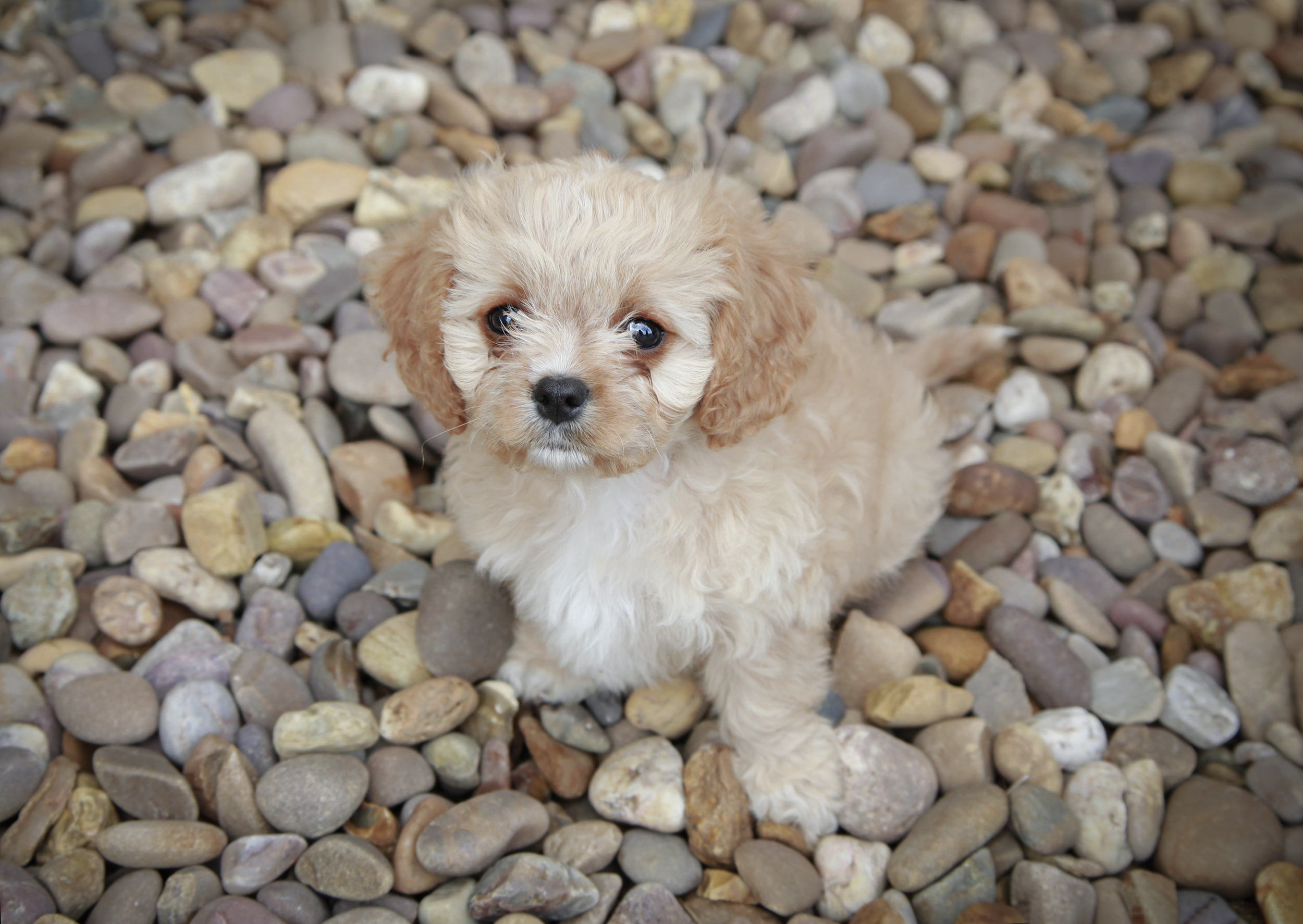 photo of the puppy