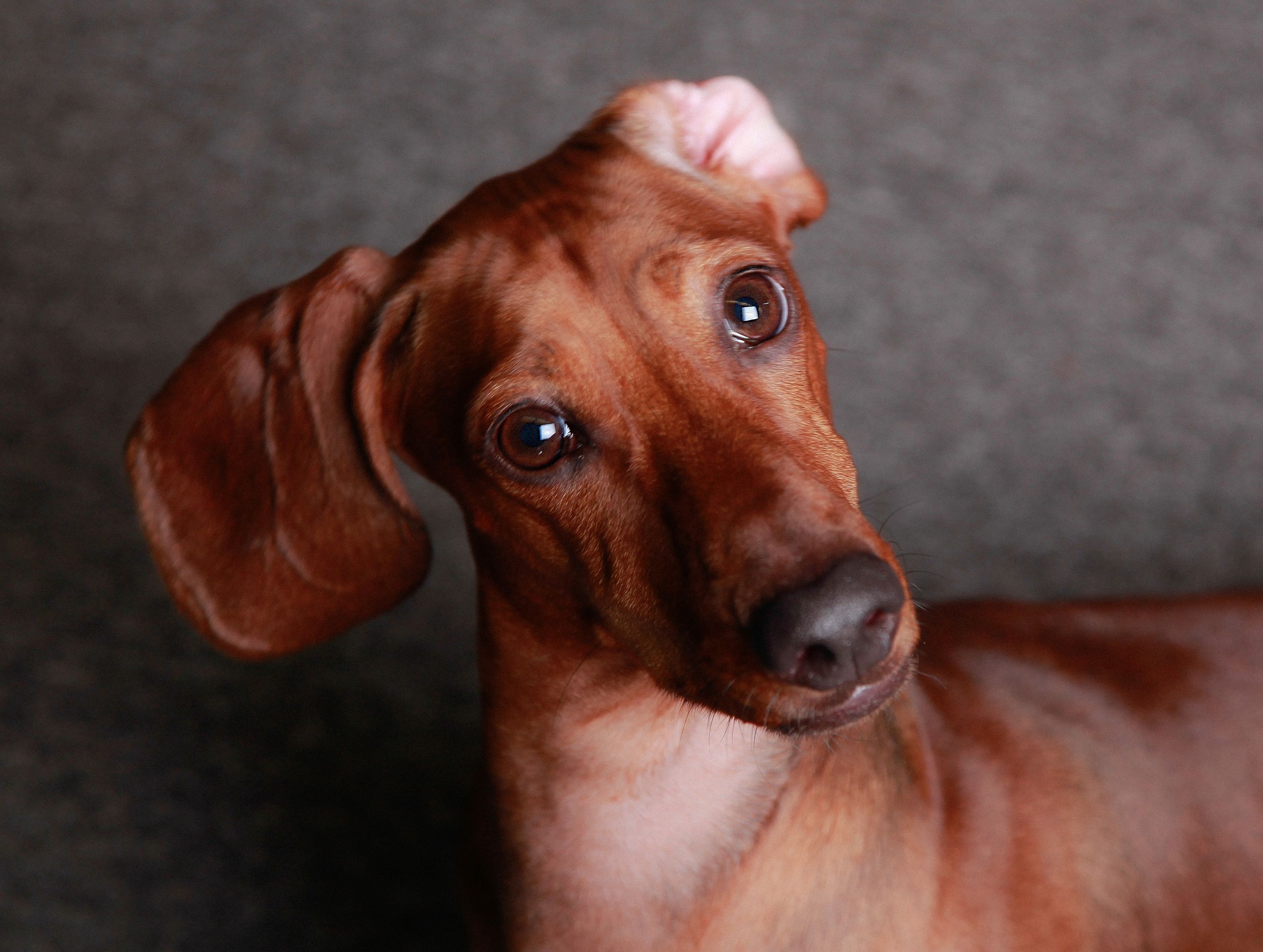 photo of the dog, studio