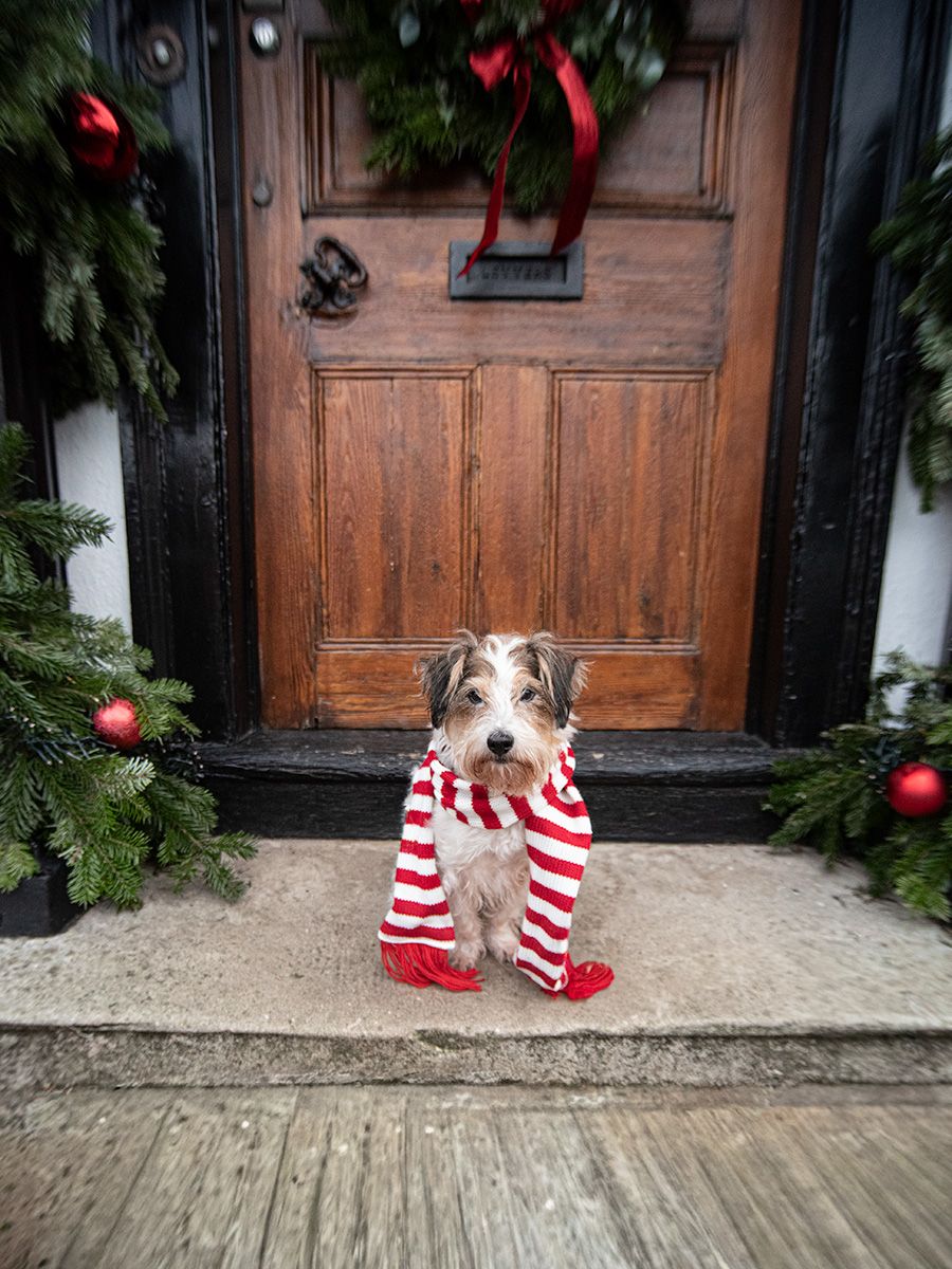 Benji the Jack Russell Terrier in Lavenham, Suffolk for his photo session taken by All Scene Images. Pet Photographer/ Dog Photographer.