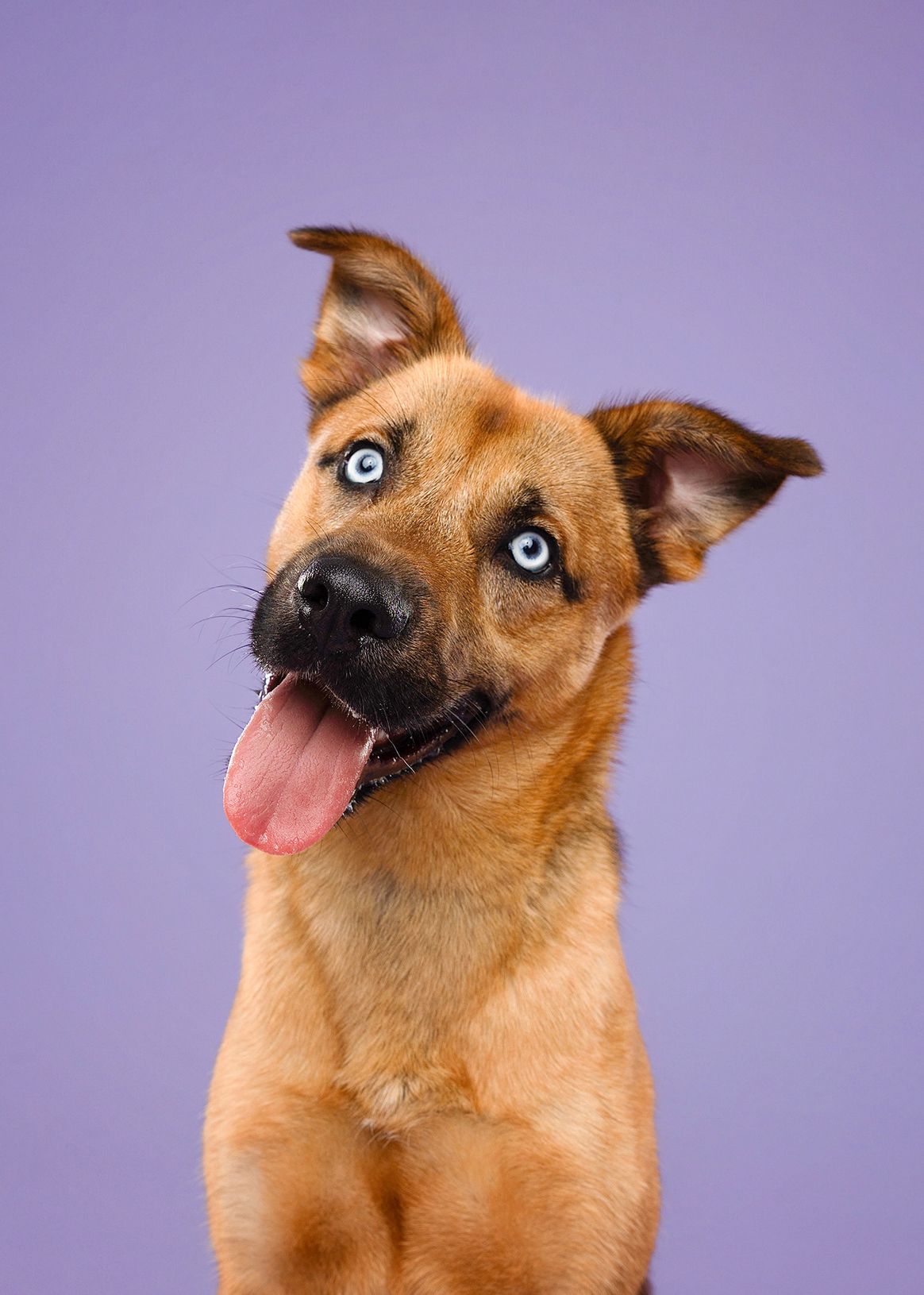 Brown dog with light blue eyes makes a series of silly expressive faces showing different emotions against purple background.