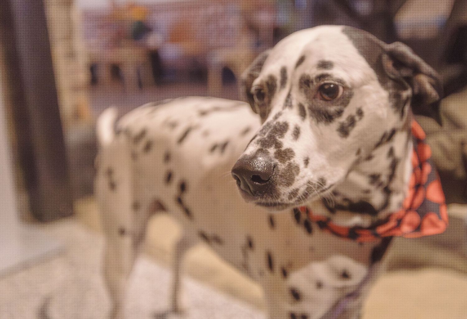 Dalmatian