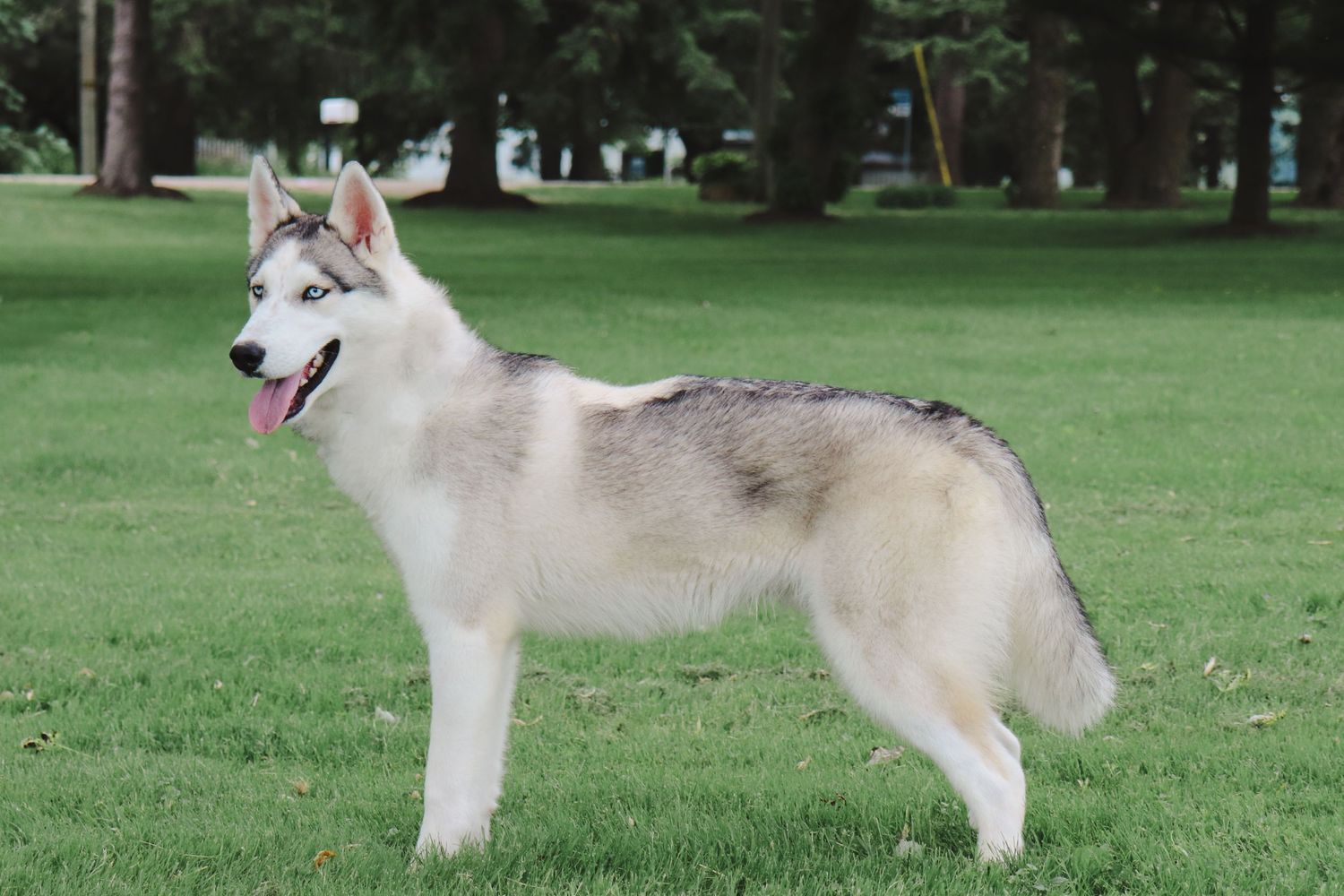 A Siberian Husky with light gray and white fur stands alert on green grass in a park setting.