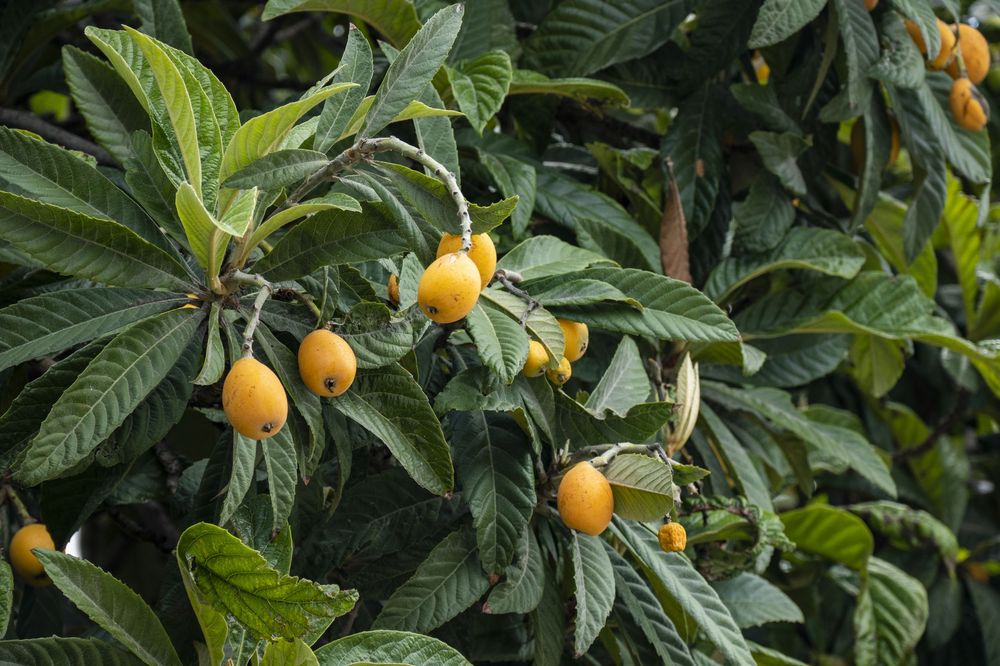 Loquat fruits growing on tree with glossy dark green leaves in natural sunlight.