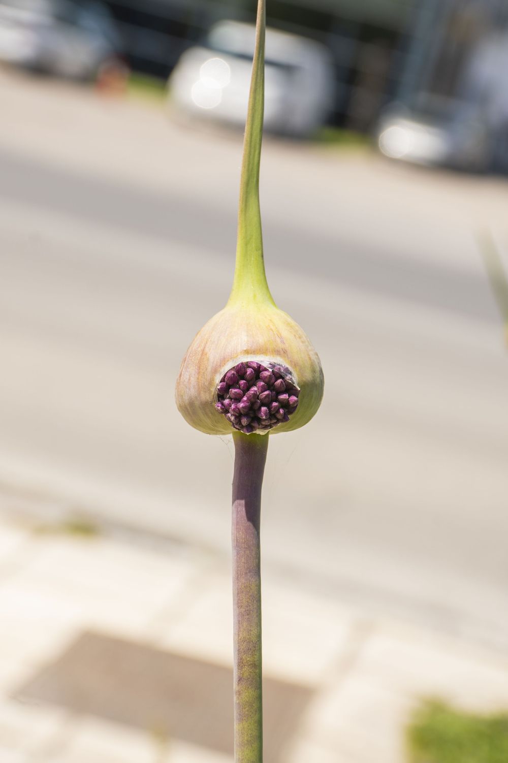 Time-lapse sequence showing a flower bud gradually opening and blooming against a blurred outdoor background.