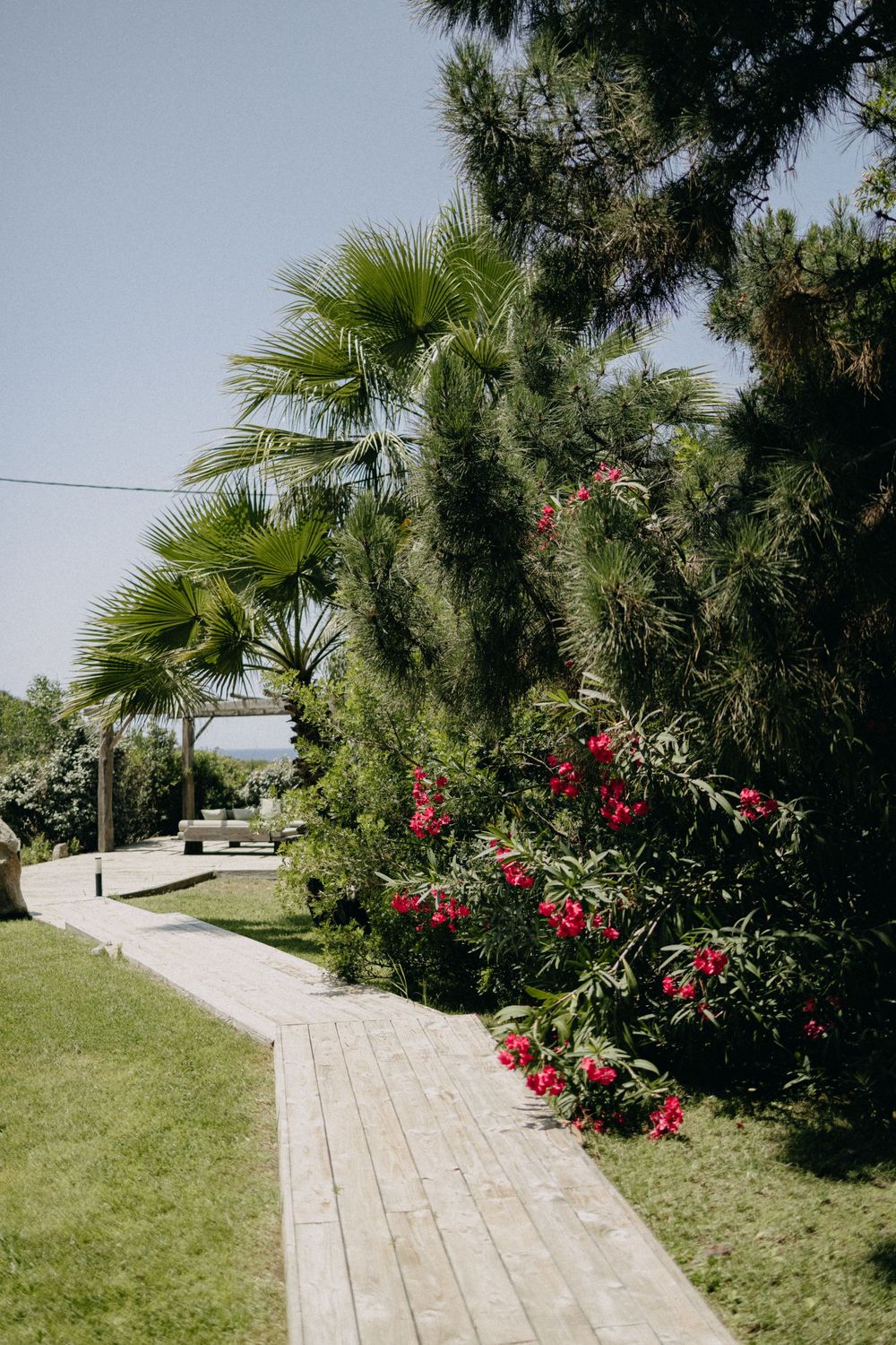 Stone pathway lined with palm trees and vibrant red flowers under a bright blue sky.