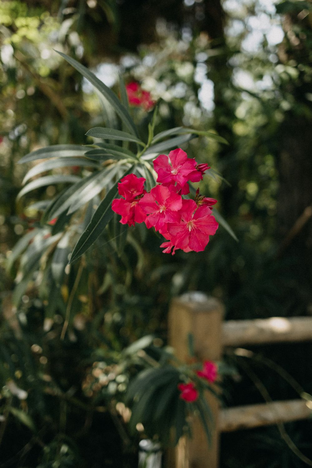 Vibrant pink oleander flowers blooming against a blurred green garden background.