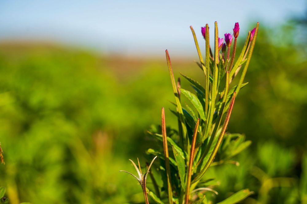 iceland team project - arctic lupine