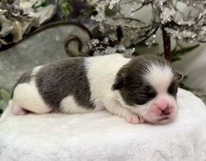 A newborn kitten with black and white fur lies sleeping peacefully on a soft white blanket.
