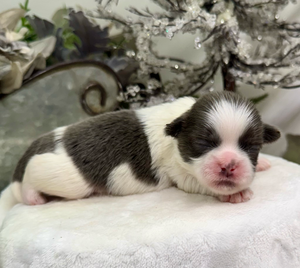 A tiny black and white newborn puppy with pink nose rests on a white blanket.