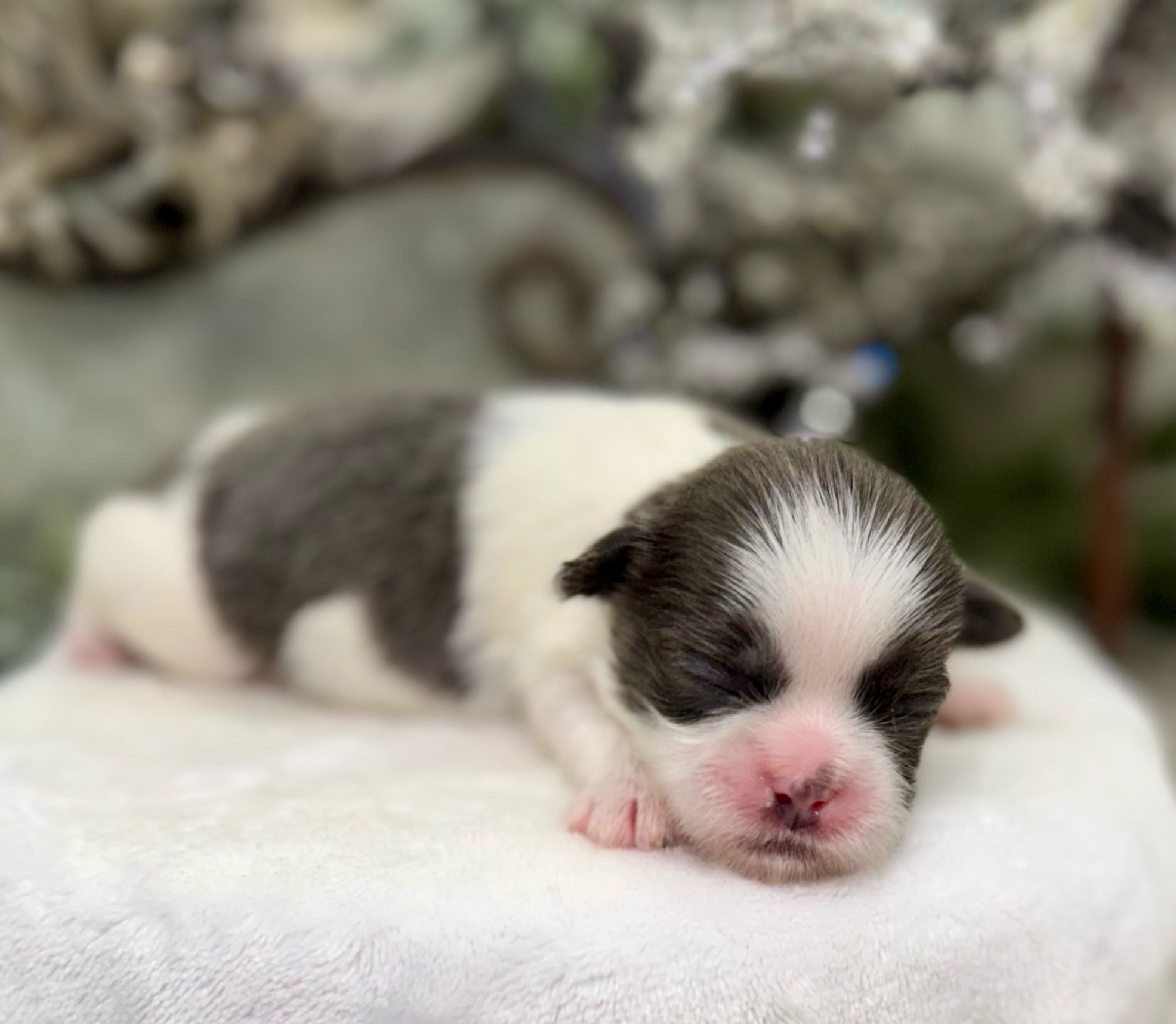 A tiny newborn black and white kitten sleeping peacefully with closed eyes and pink nose.