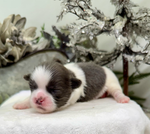 Adorable newborn kitten with black and white fur sleeping peacefully on a soft white blanket.