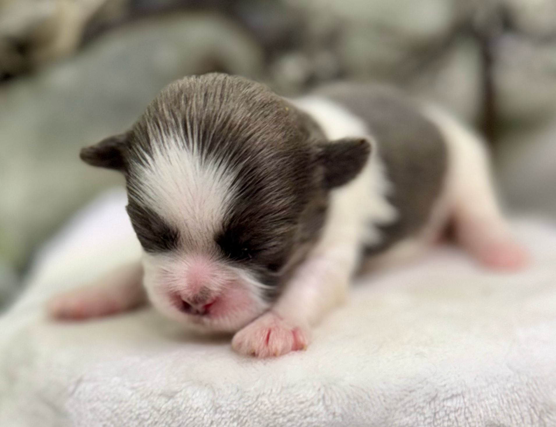 A tiny newborn kitten with closed eyes and pink nose rests on soft white fabric.