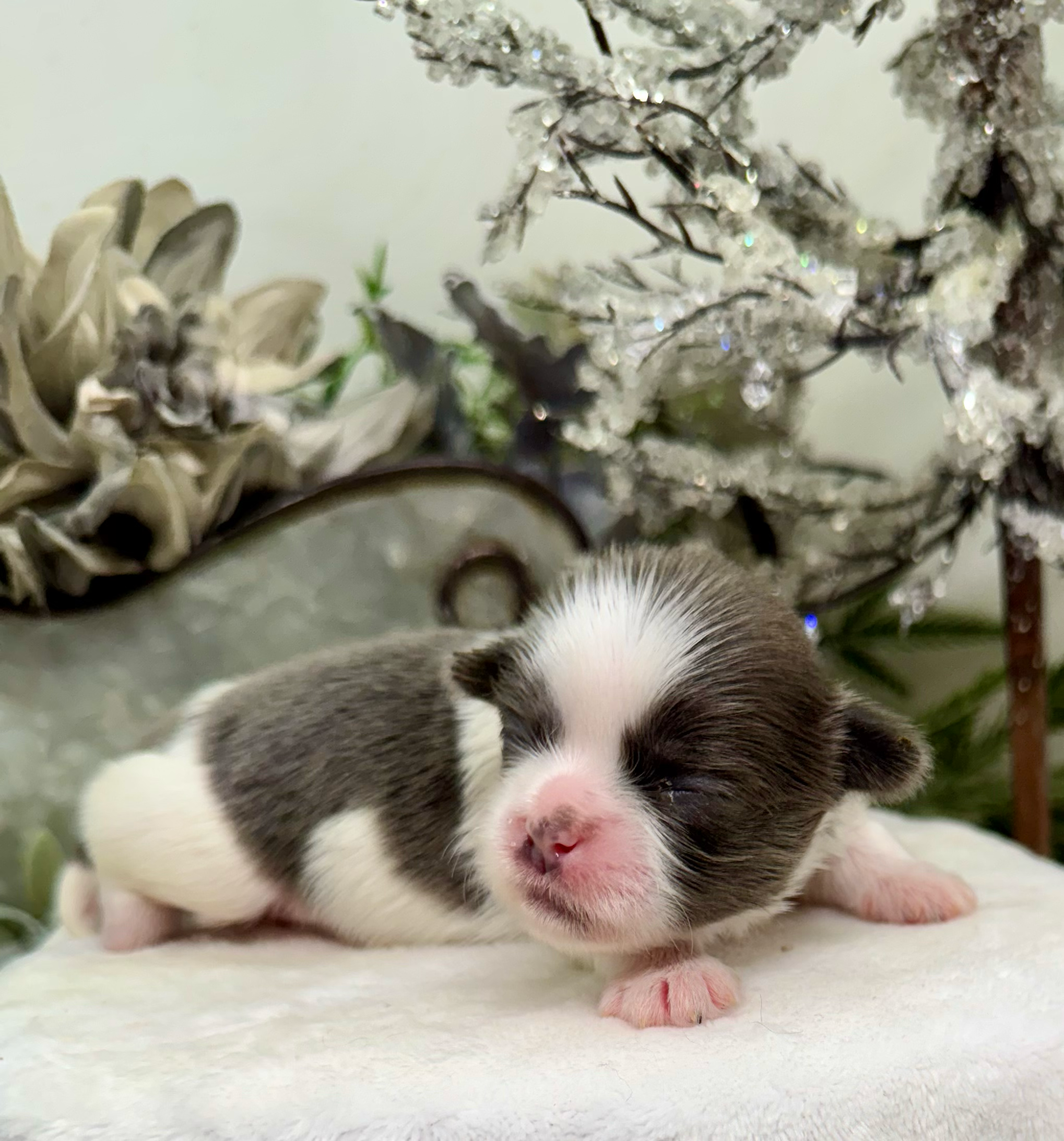 A tiny newborn kitten with pink nose and closed eyes rests peacefully on soft white bedding.