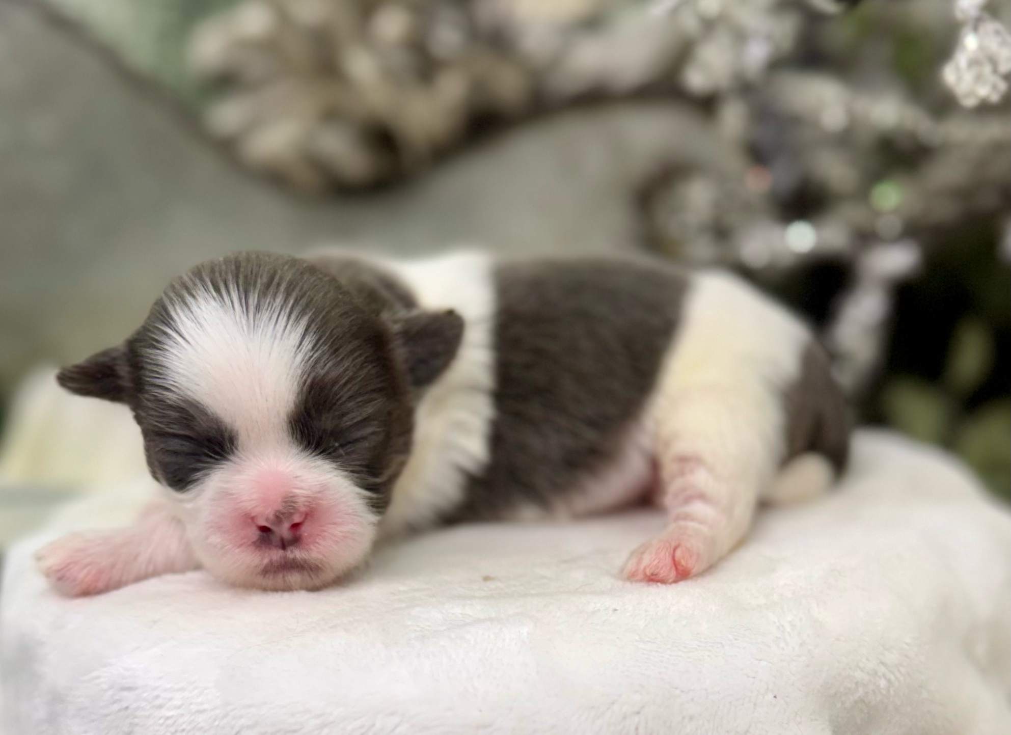 A newborn black and white kitten sleeping peacefully on a white surface, showing its pink nose and paws.