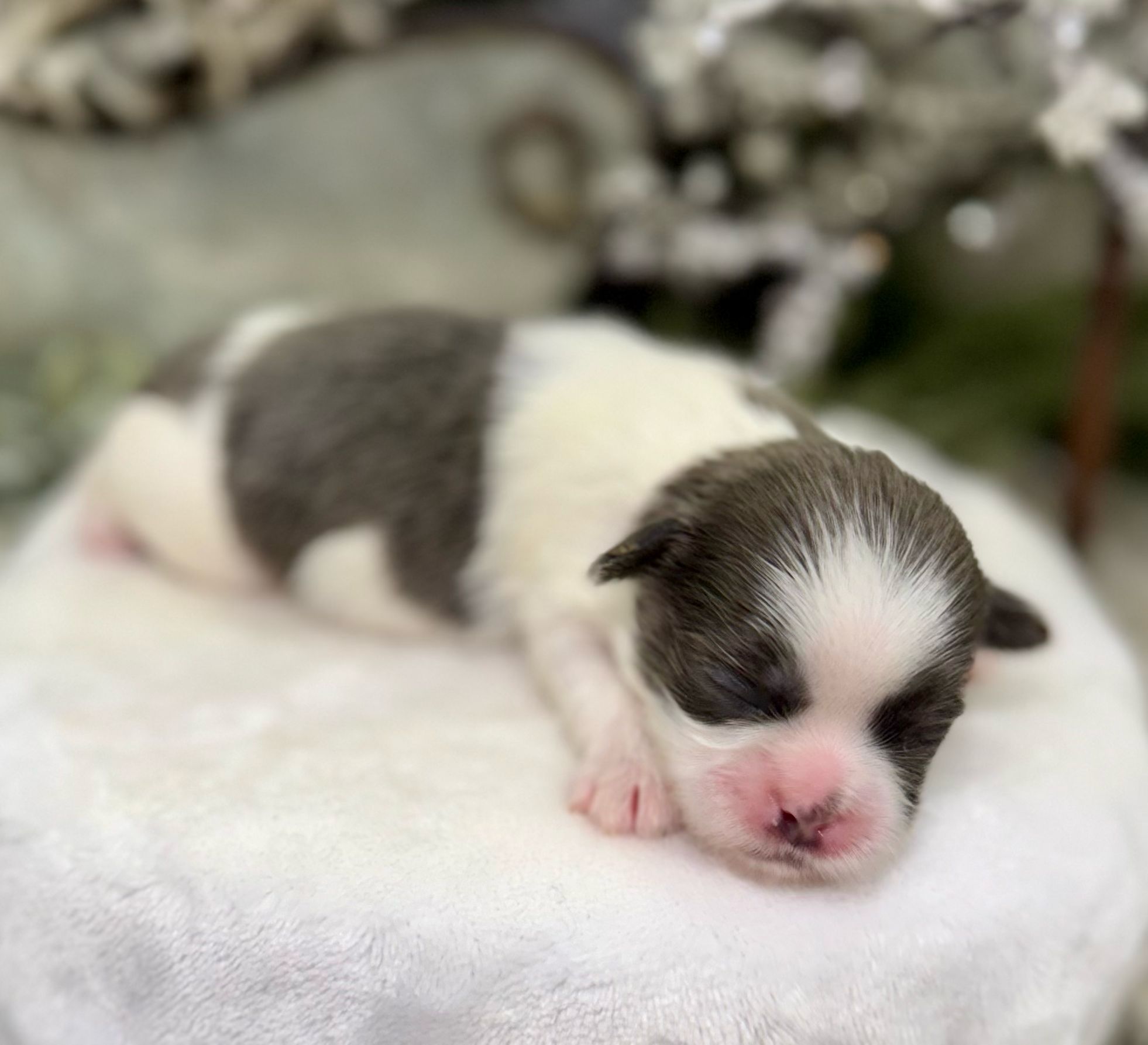 Tiny black and white newborn kitten sleeping peacefully on soft white blanket with blurred background.